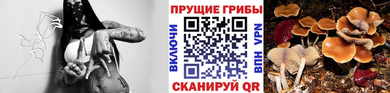 наркотики  Агидель  Галлюциногенные грибы Cubensis 